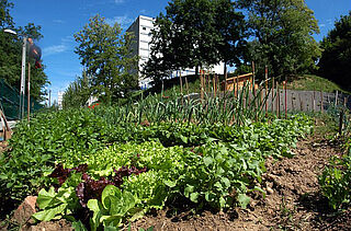 Jardin potager composé de salades, poireaux, carottes et situé aux abords d'un immeuble. - Agrandir l'image, .JPG 515 Ko (fenêtre modale)
